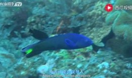 水底世界爆料视频大全最新,水底世界爆料视频大全精彩回顾