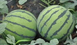 最新吃瓜黑瓜爆料快手,揭秘背后惊人真相！