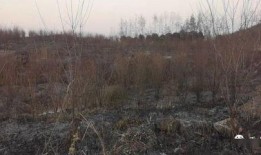 狮子山爆料视频大全集最新,揭秘幕后真相，带你走进事件核心